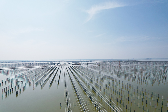A HUGE Energy ganhou novamente um projeto inteligente de pesca e energia fotovoltaica de 350 MW